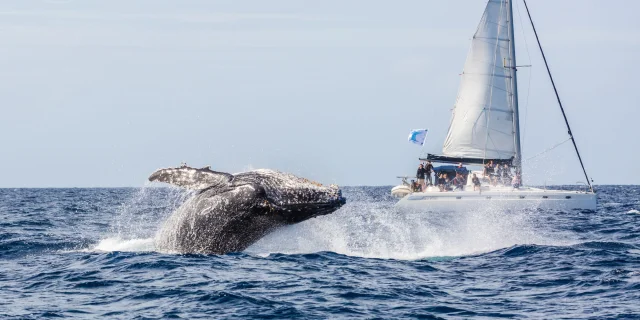 Baleine au large de Prony - Grand Sud