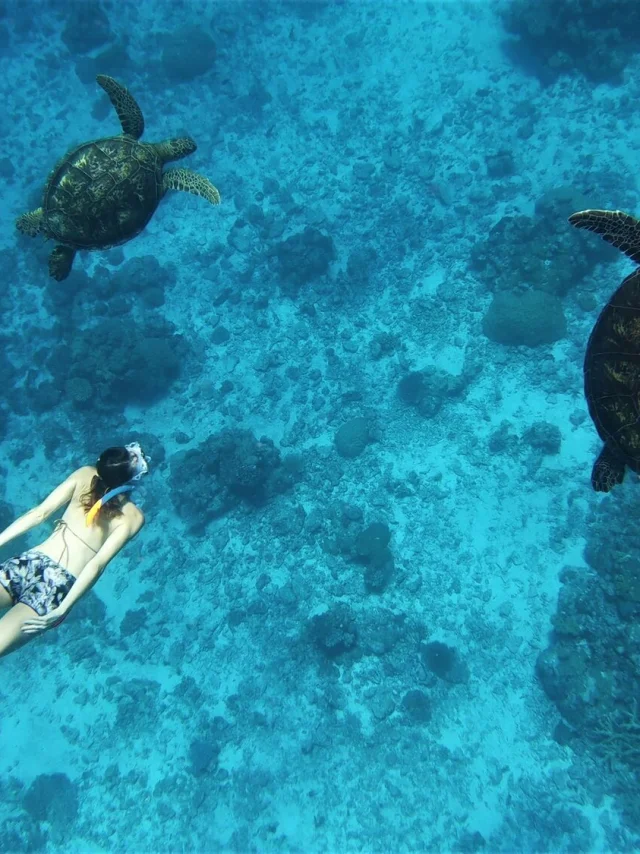 Tortue plongée en Nouvelle-Calédonie