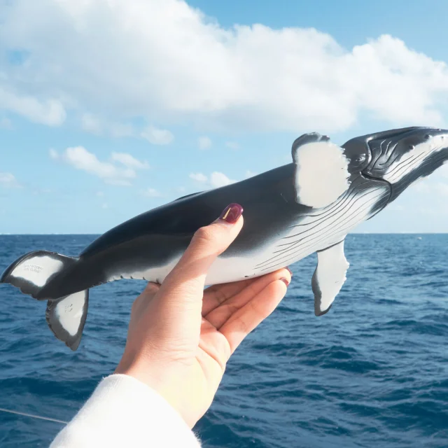 Baleine à Bosses - Nouméa