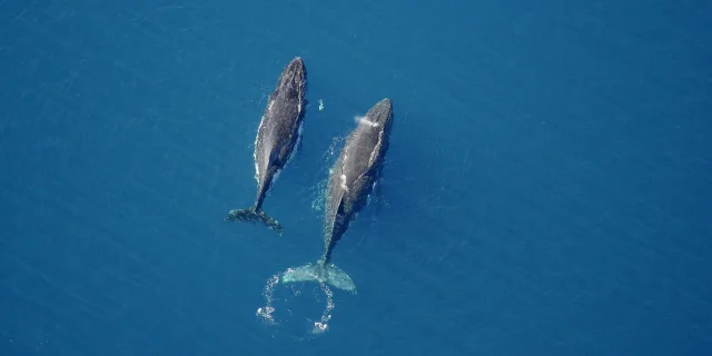 Baleine - Yaté