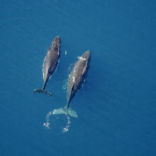 Baleine - Yaté