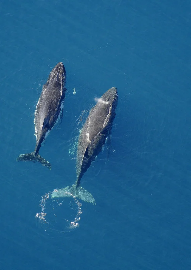 Baleine - Yaté