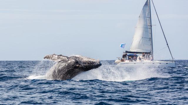 Observation des baleines - Yaté