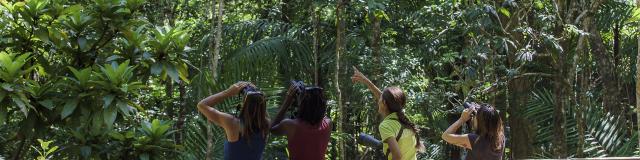 Observation des oiseaux - Caledonia Birds - La Foa