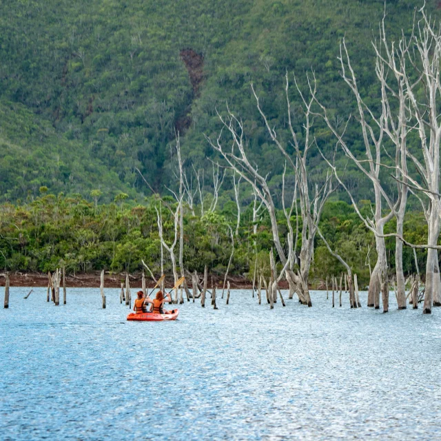 Kayak dans la forêt noyée - Parc de la Rivière Bleue - Grand Sud