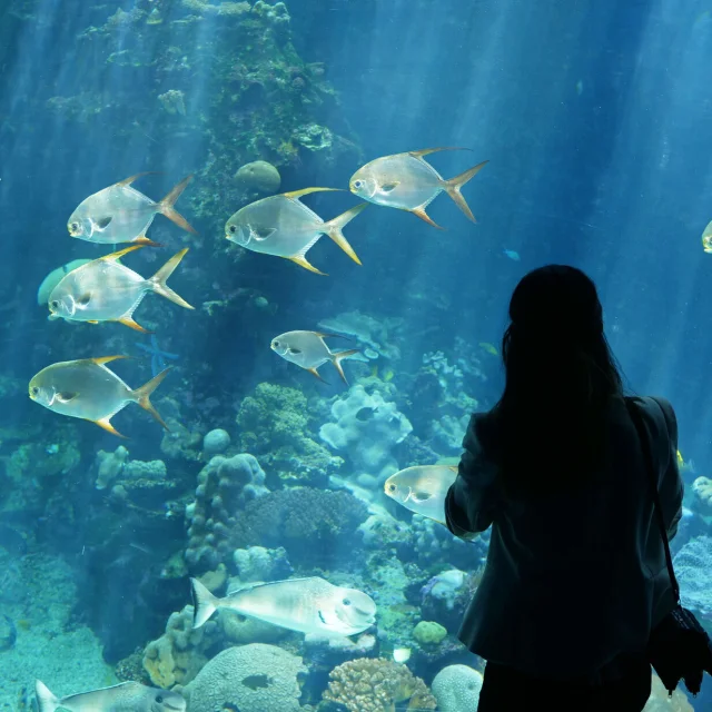 Aquarium des Lagons - Nouméa