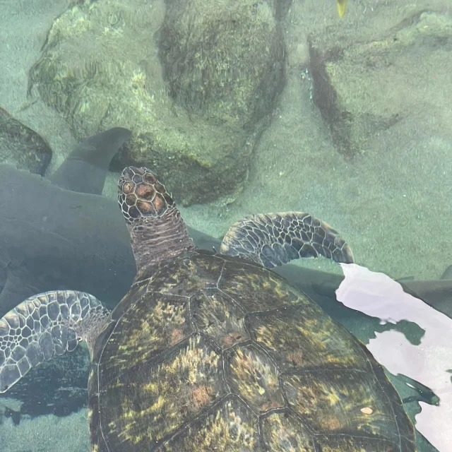 Aquarium des Lagons - Nouméa