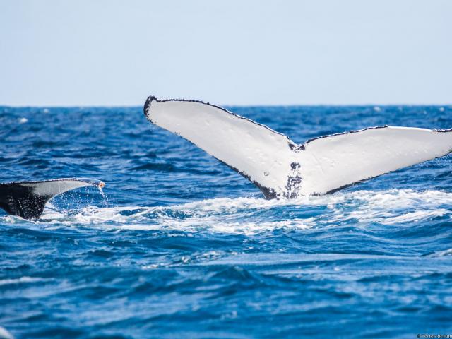 Baleine à Yaté