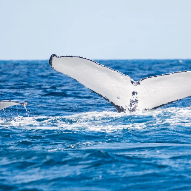 Baleine à Yaté