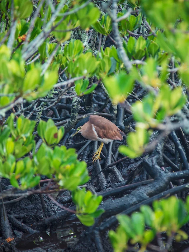 Mangrove Ouemo Noumea Marine Reveilhac 3